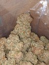Gorilla glue 4 strain.jpeg