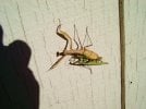 Mantises1.JPG