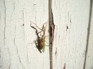 Mantises2.JPG