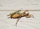 Mantises3.JPG