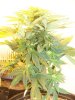 LSD Week 4 flower 012.jpg