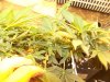 lsd week 5ish 006.jpg