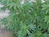 mary jane 004.jpg