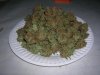 DSCN7242.jpg