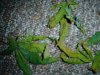 DSC01445.jpg