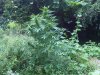 IMG00065-20090907-1431.jpg