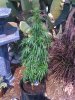 iPhone Pictures 003.jpg