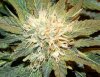 chamTrichs3.jpg