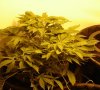 plant1.jpg