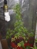 Day 27 og still sick.jpg