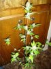 SFVOGwhole plant.jpg
