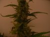 double flush 012.JPG