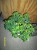 100_0736.jpg