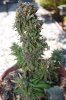 2009_09_08_5055.JPG