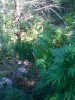 Picture 001.jpg