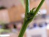 DSCF7396.jpg