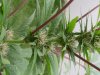 mary jane 003.jpg