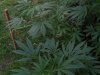 mary jane 013.jpg
