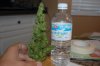 dopewear-albums-ghetto-veg-box-first-outdoor-grow-picture80510-dsc-4078.jpg