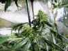 insane-559-jc-albums-g13-rom-gdp-flower-picture80553-mystery-seed-cronic.jpg