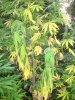 yellowing.jpg