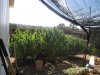 grow2 001.jpg