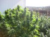 grow2 002.jpg