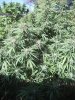 grow2 003.jpg