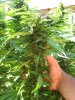 grow2 006.jpg
