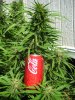 grow2 009.jpg