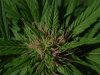 mj plants 007.jpg