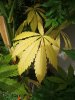 Pot Plants 006.jpg
