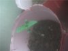 plant.JPG