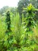 100_4209.jpg