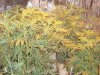 DSC01010.jpg