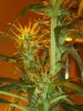 DSCF2523.jpg