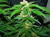grow 2 044.jpg