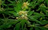 grow 2 056.jpg