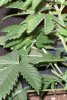curl-leaf.jpg