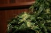 bud.jpg