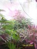 9-13 Purps almost to ceiling.jpg