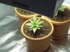 green 3.jpg