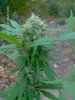 buds 022.jpg