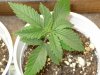 1st week veg5.jpg