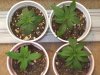 1st week veg6.jpg