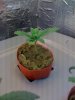 Plant 2.jpg