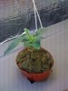 Plant 3.jpg