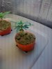 Plant Z.jpg