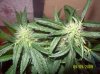 100_2326.jpg