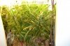 DSC04145.jpg